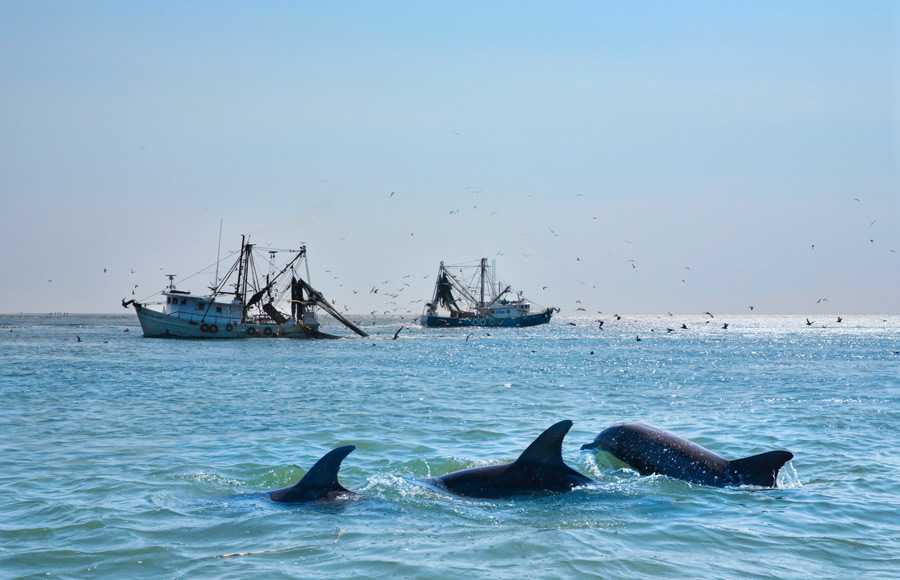 A shipwreck on bright blue waters with three active dolphins swimming by